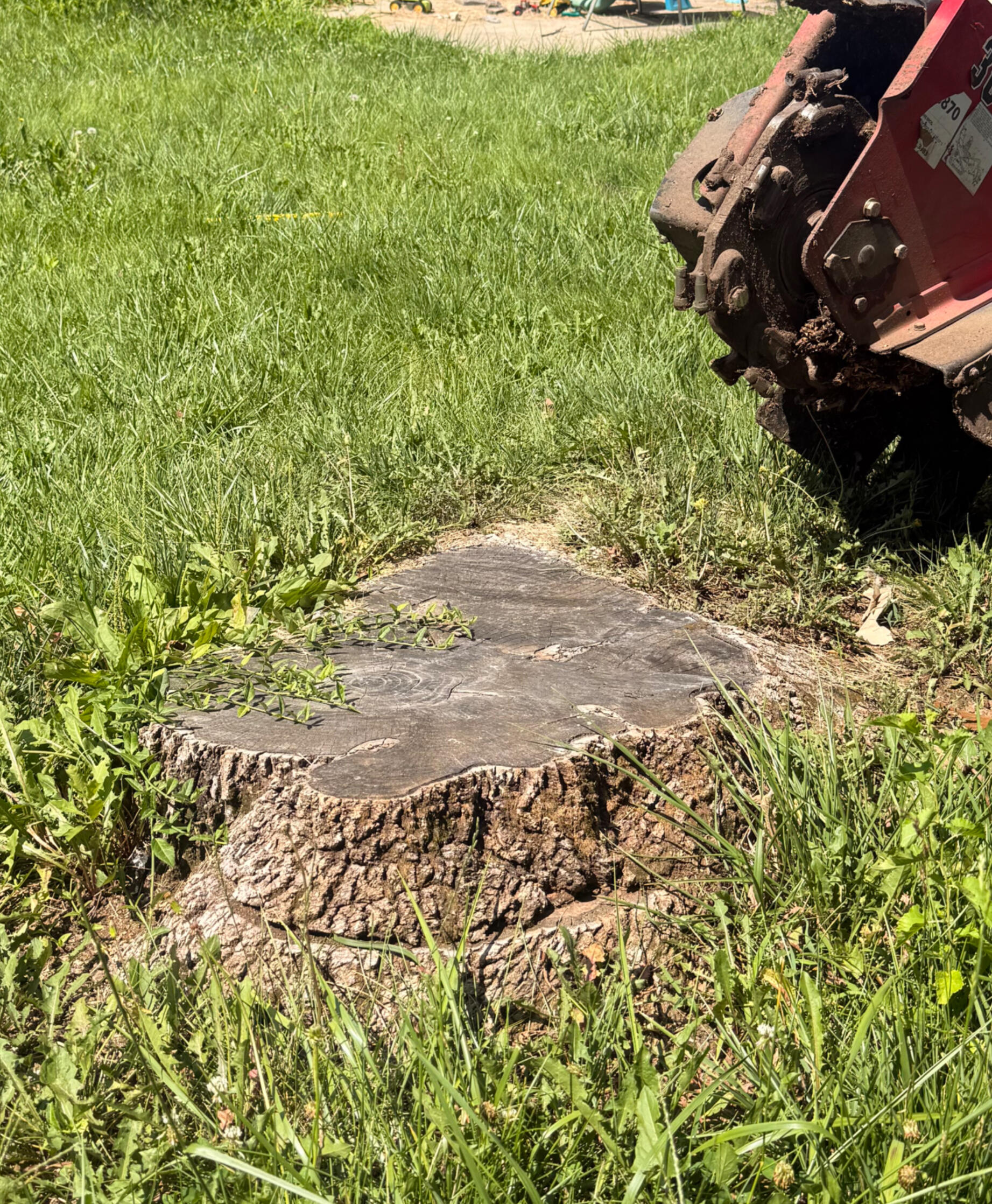 Tree stump before grinding